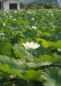 潮汐回响